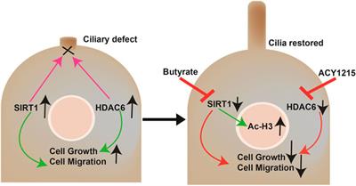 Short-Chain Fatty Acid Butyrate Induces Cilia Formation and Potentiates the Effects of HDAC6 Inhibitors in Cholangiocarcinoma Cells